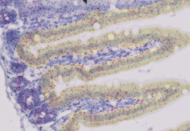 Dynamic Content Image